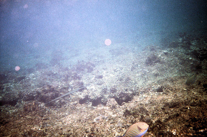 Seychellen Unterwasser-039.jpg